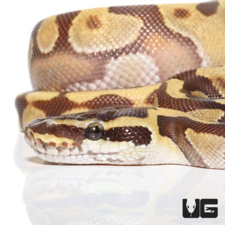 Baby Super Enchi Phantom Ball Python (Python regius) For Sale - Underground Reptiles