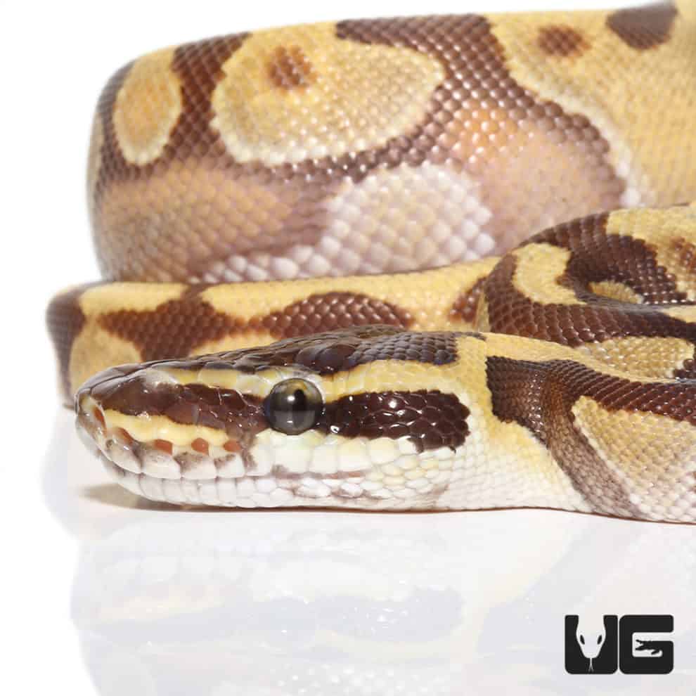 Baby Bamboo Spider Ball Python For Sale - Underground Reptiles