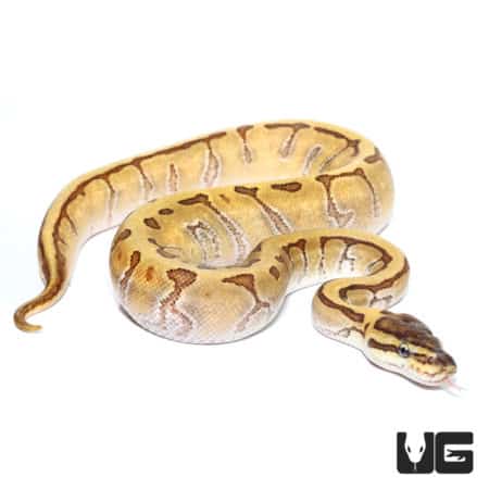 Baby Super Enchi Phantom Stripe Ball Python (Python regius) For Sale - Underground Reptiles