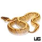 Baby Super Enchi Phantom Stripe Ball Python (Python regius) For Sale - Underground Reptiles