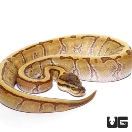 Baby Super Enchi Phantom Stripe Ball Python (Python regius) For Sale - Underground Reptiles