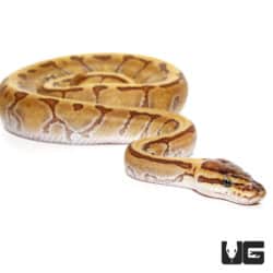 Baby Super Enchi Phantom Stripe Ball Python (Python regius) For Sale - Underground Reptiles