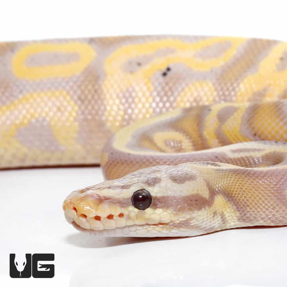 Yearling Banana Pastel Leopard Ball Python (Python regius) For Sale