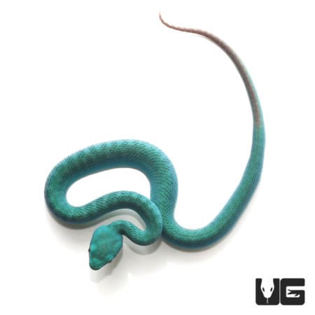 Blue Komodo Island Viper (Trimeresurus insularis) For Sale - Underground Reptiles