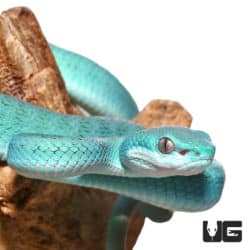 Blue Komodo Island Viper (Trimeresurus insularis) For Sale - Underground Reptiles