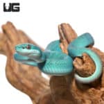 Blue Komodo Island Viper (Trimeresurus insularis) For Sale - Underground Reptiles