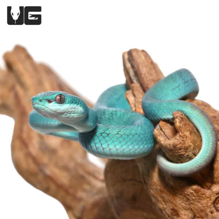 Blue Komodo Island Viper (Trimeresurus insularis) For Sale
