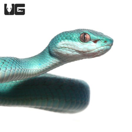 Close-up of a Blue Komodo Island Pit Viper showcasing vibrant scales and alert eyes.