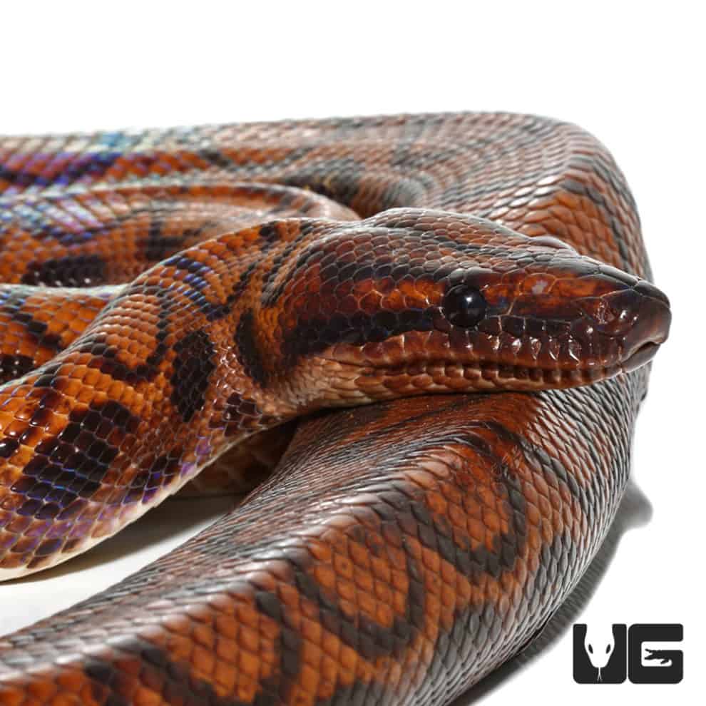 Adult Brazilian Rainbow Boas (Epicrates cenchria) For Sale