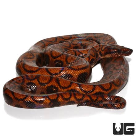Adult Brazilian Rainbow Boas (Epicrates cenchria) For Sale - Underground Reptiles