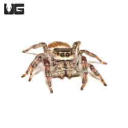 Adult Brilliant Jumping Spiders (Phidippus Clarus) For Sale - Underground Reptiles