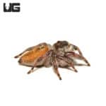 Adult Brilliant Jumping Spiders (Phidippus Clarus) For Sale - Underground Reptiles