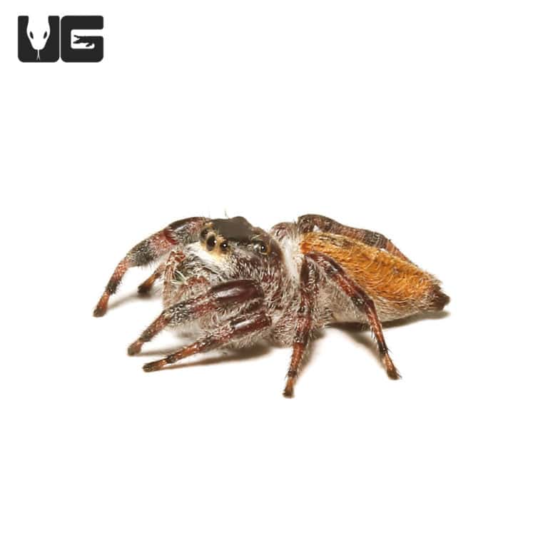 Adult Regal Jumping Spiders For Sale Underground Reptiles