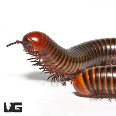 Millipede with red bands and spiked tail, native to tropical regions.