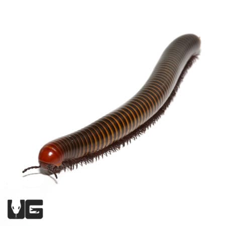 Bumblebee Spike Plate Millipede (Anadenobolus monilicornis) For Sale - Underground Reptiles