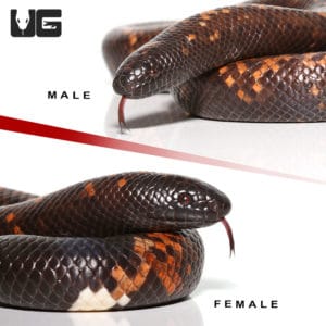Pythons For Sale - Underground Reptiles