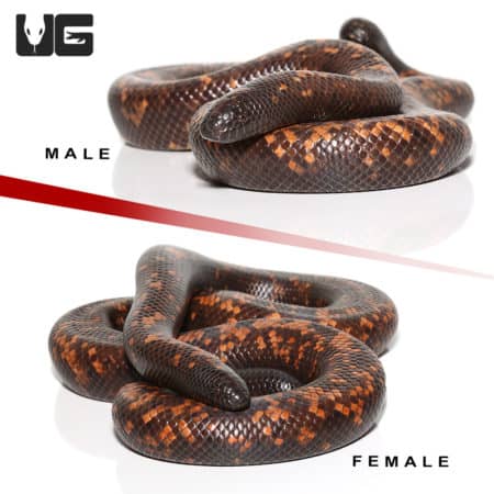 Calabar Pythons (Calabaria reinhardtii) For Sale - Underground Reptiles