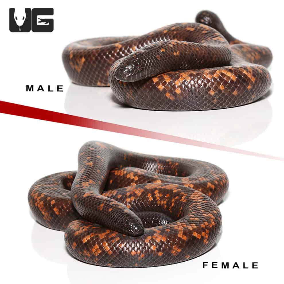 Pythons For Sale - Underground Reptiles