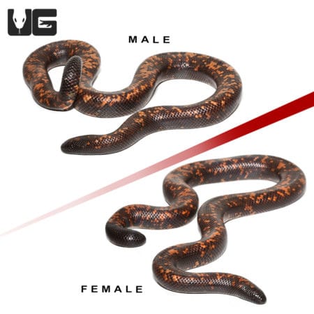 Calabar Pythons (Calabaria reinhardtii) For Sale - Underground Reptiles