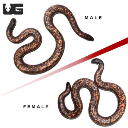 Calabar Pythons (Calabaria reinhardtii) For Sale - Underground Reptiles