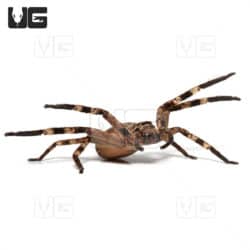 Cameroon Crab Spider (barylestis scutatus") For Sale - Underground Reptiles