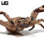Cameroon Crab Spider (barylestis scutatus