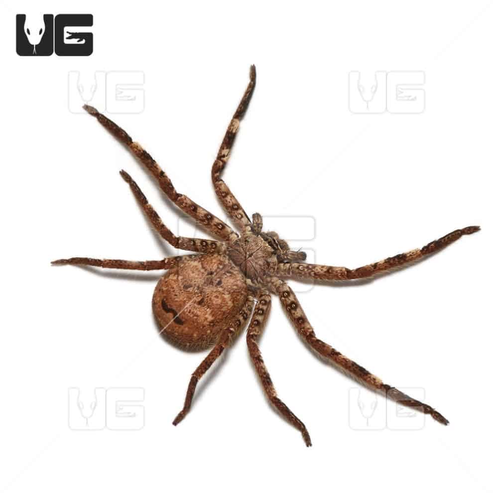 Cameroon Crab Spider (barylestis scutatus") For Sale Underground Reptiles
