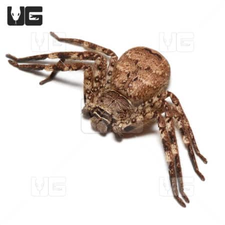 Cameroon Crab Spider (barylestis scutatus") For Sale - Underground Reptiles