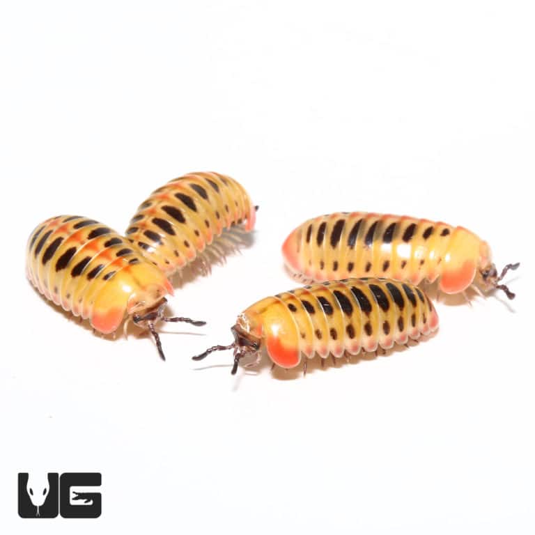 Candy Corn Pill Millipede Rhopalomeris Carnifex For Sale