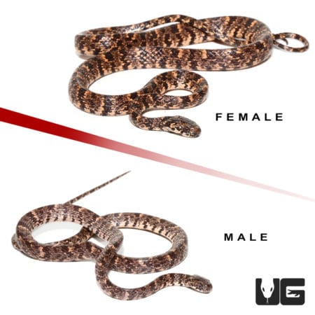 Cloudy Snail Eater Snake (Sibon Nebalata) For Sale - Underground Reptiles