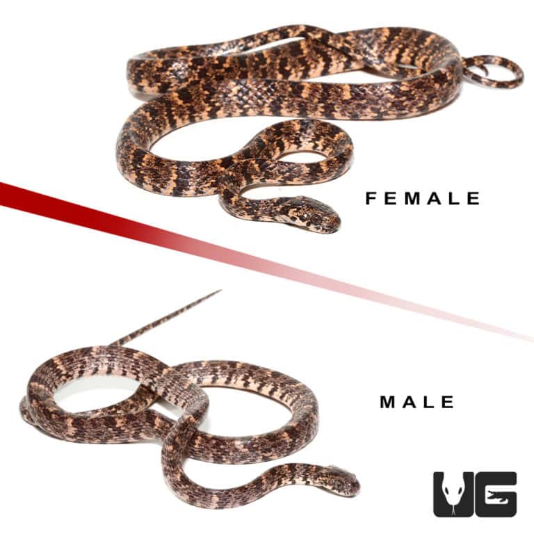 Dipsas Catesbyi Ornate Snail Eater Snake For Sale Underground Reptiles