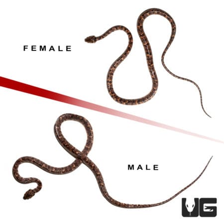 Pair of snakes with one snail-eating snake and one snake, labeled male and female.