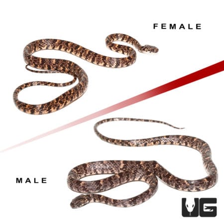 Pair of snakes with cloudy snail eating pattern, labeled male and female.