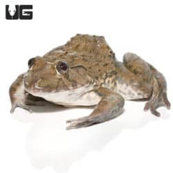 Crowned Bullfrog (Hoplobatrachus occipitalis) For Sale - Underground Reptiles