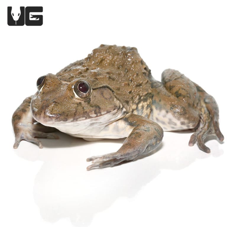 American Bullfrogs For Sale Underground Reptiles
