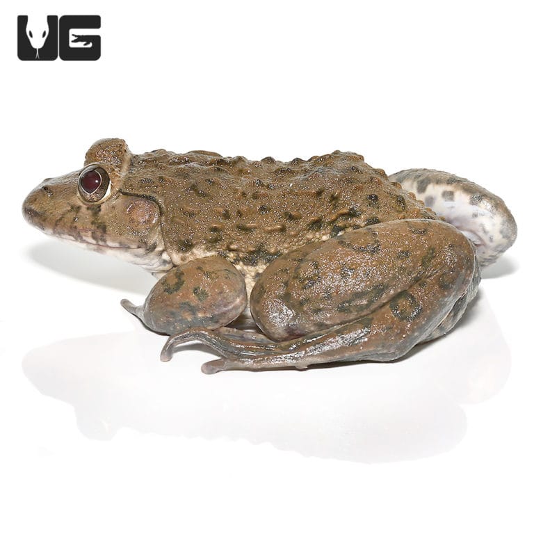 American Bullfrogs For Sale Underground Reptiles