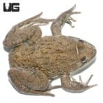 Crowned Bullfrog (Hoplobatrachus occipitalis) For Sale - Underground Reptiles