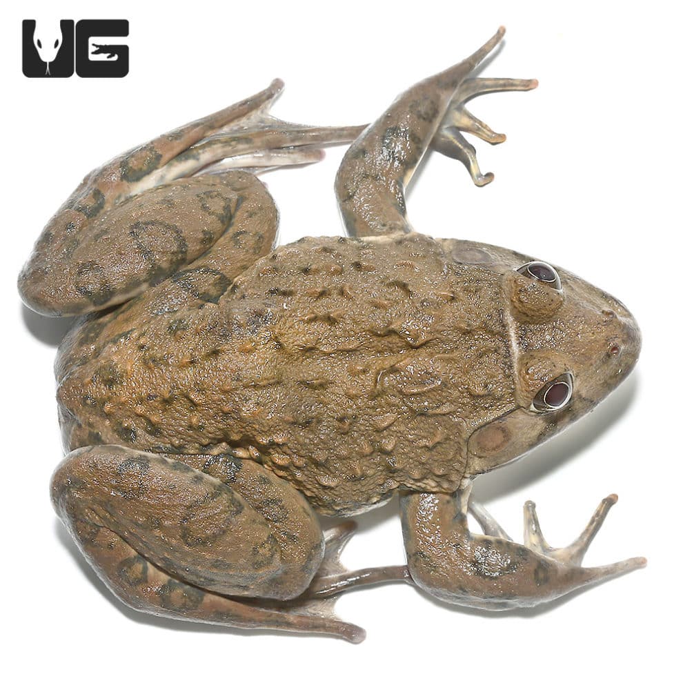 American Bullfrogs For Sale Underground Reptiles