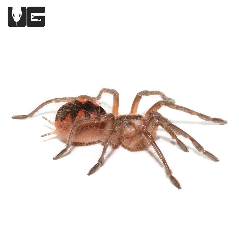 Esmeralda Birdeater Tarantula for sale Underground Reptiles
