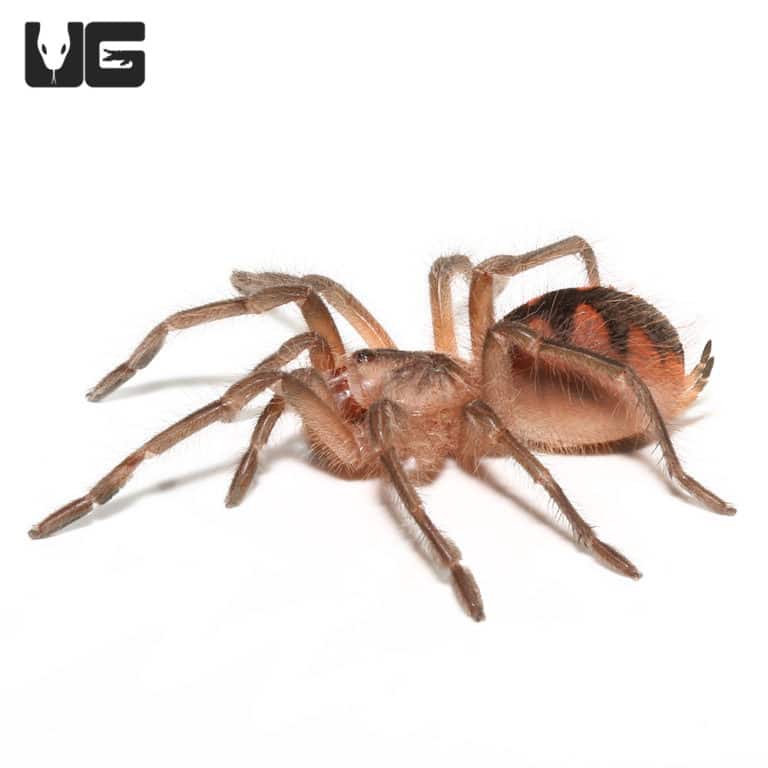 Esmeralda Birdeater Tarantula for sale Underground Reptiles