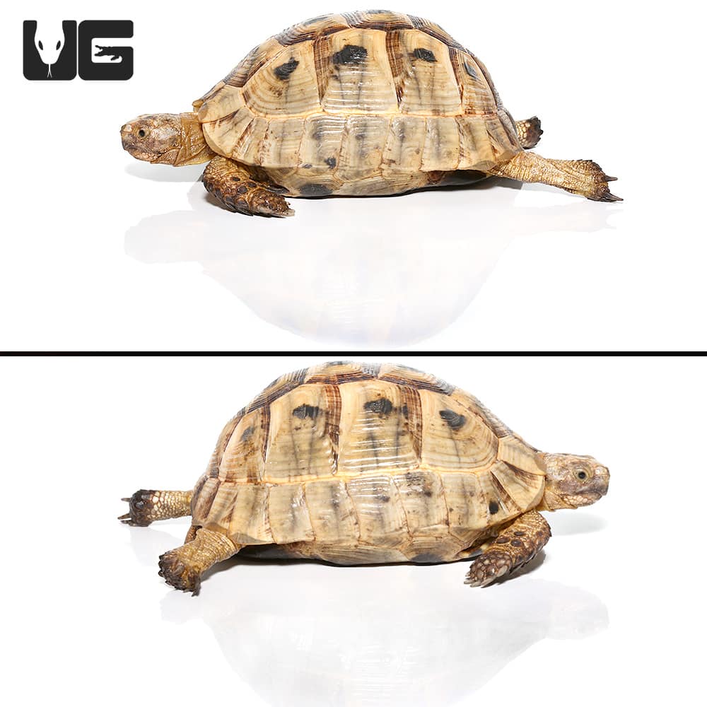 Greek Tortoises (Testudo graeca) For Sale - Underground Reptiles