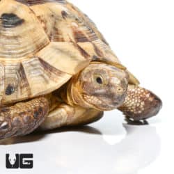 Greek Tortoises (Testudo graeca) For Sale - Underground Reptiles