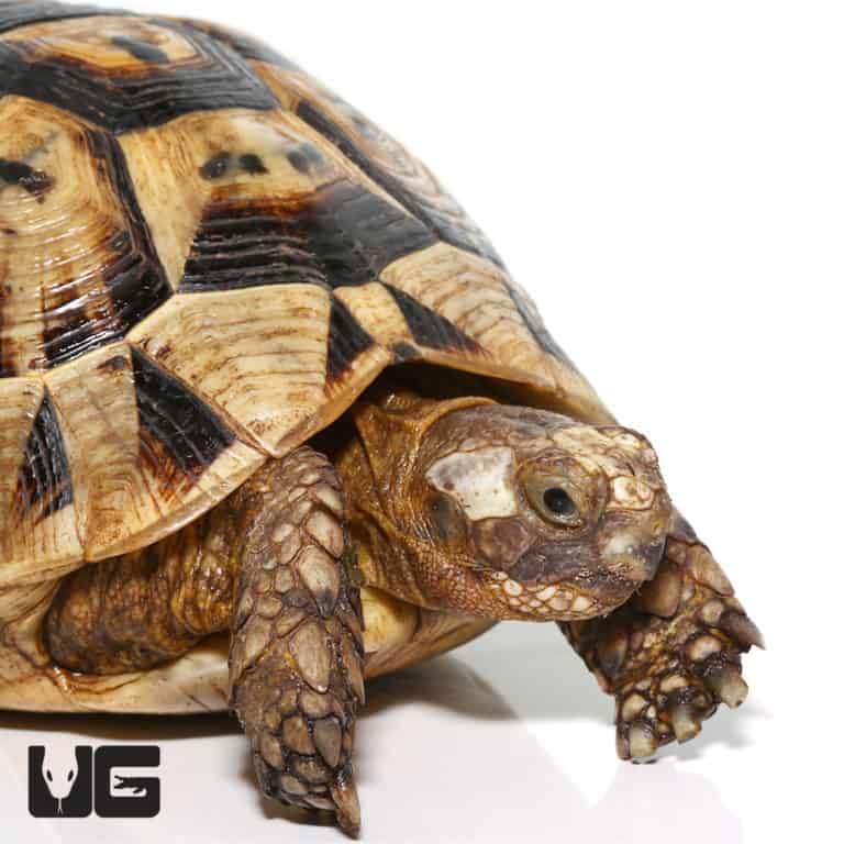 Greek Tortoises For Sale - Underground Reptiles