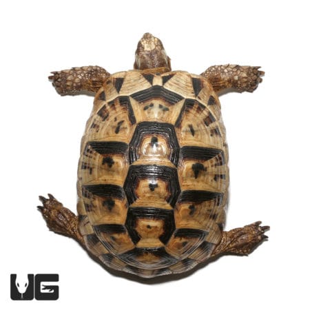 Greek Tortoises (Testudo graeca) For Sale - Underground Reptiles