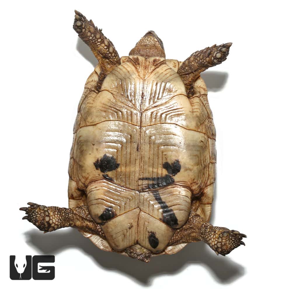 Greek Tortoises For Sale - Underground Reptiles