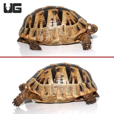 Greek Tortoises (Testudo graeca) For Sale - Underground Reptiles