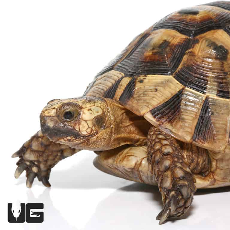 Greek Tortoises (Testudo graeca) For Sale - Underground Reptiles