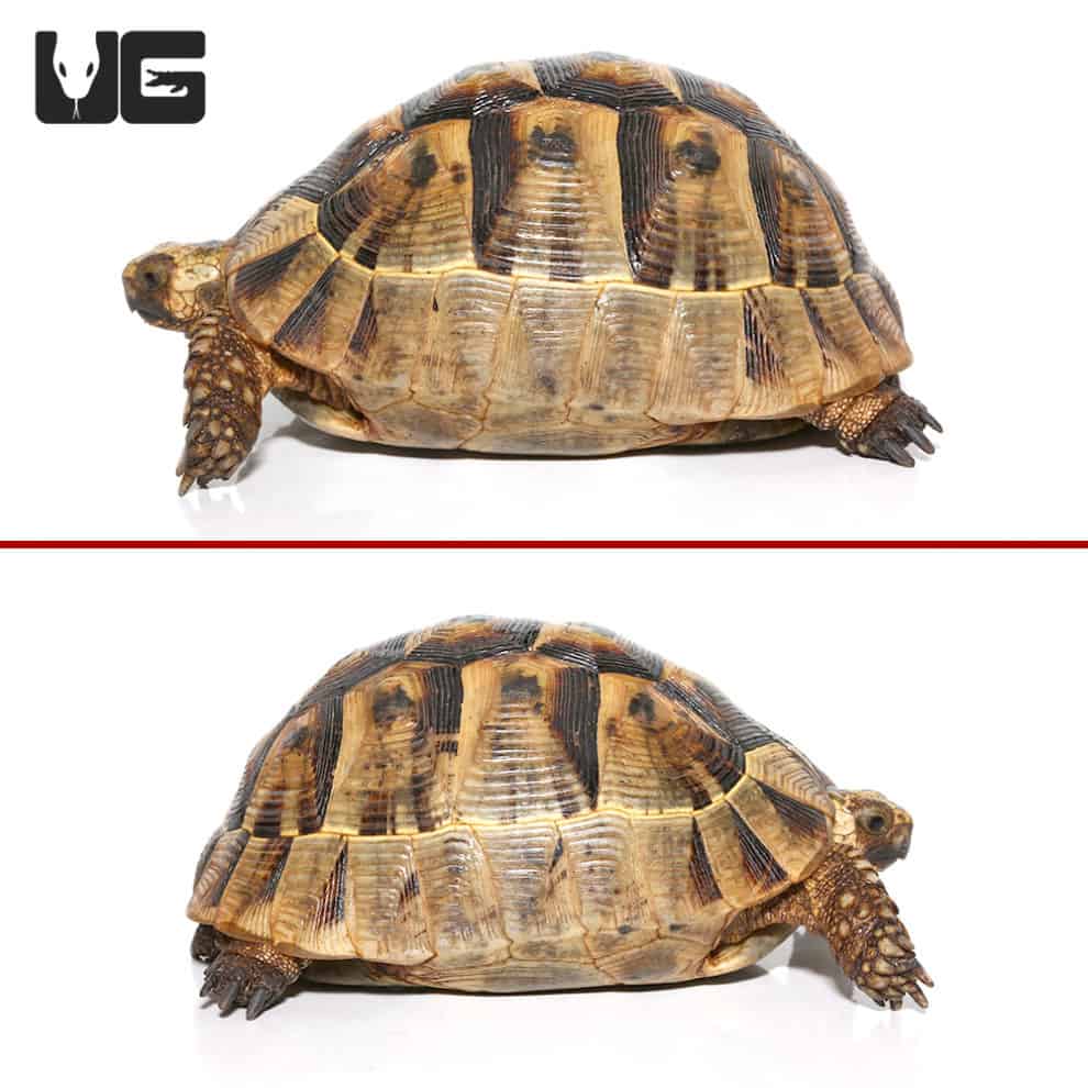 Greek Tortoises (Testudo graeca) For Sale - Underground Reptiles