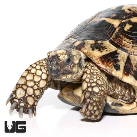 Greek Tortoises (Testudo graeca) For Sale - Underground Reptiles