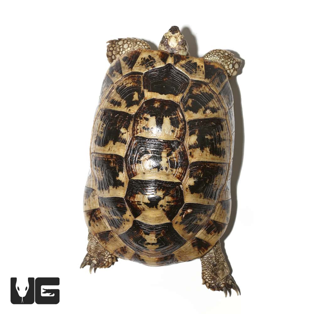 Greek Tortoises (Testudo graeca) For Sale - Underground Reptiles